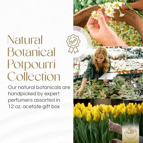 Gonesh Potpourri Natural Bamboo Scent 12 oz Gift Box