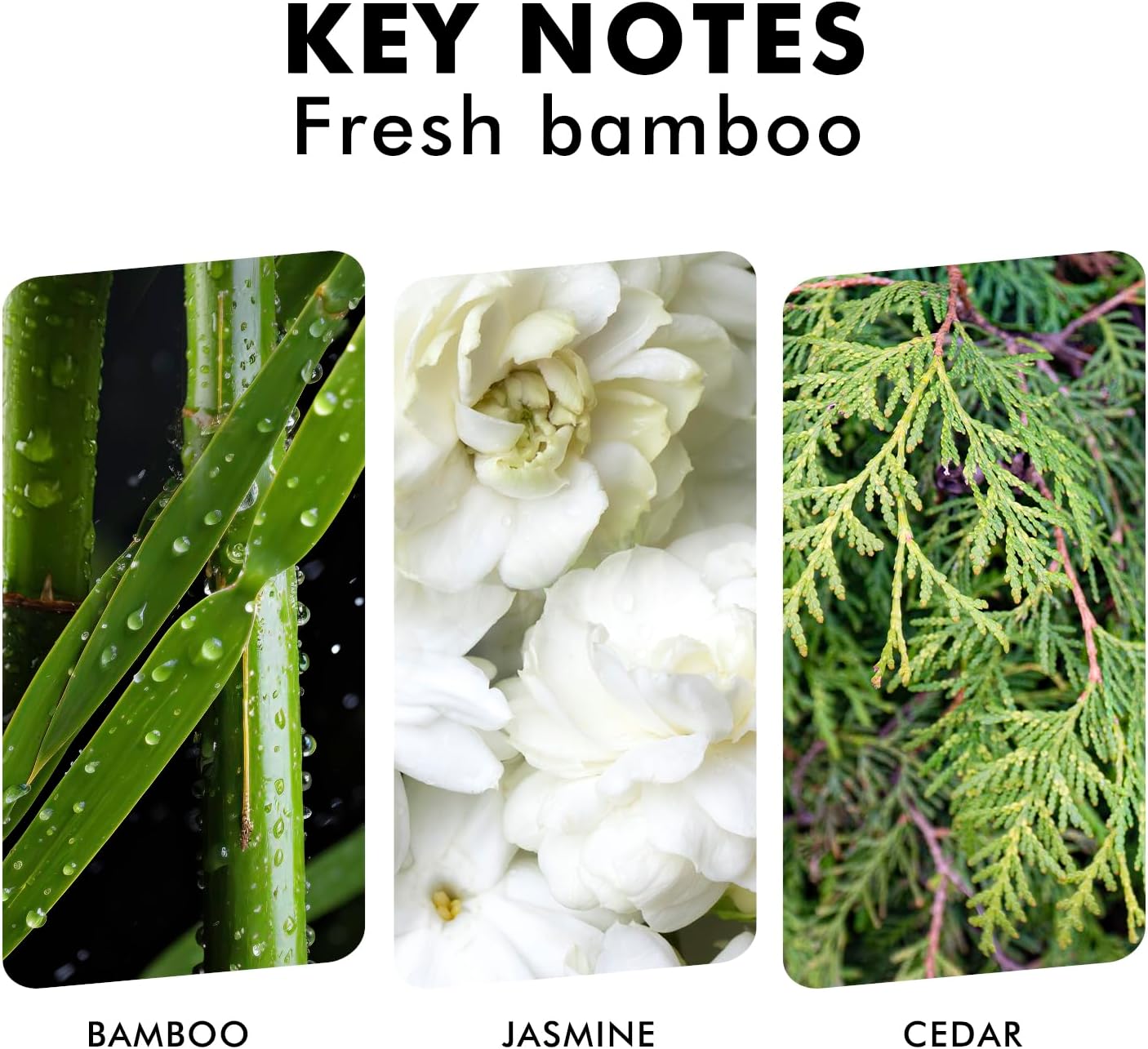 Xcleen Reed Diffuser Set Fresh Bamboo 37 Oz